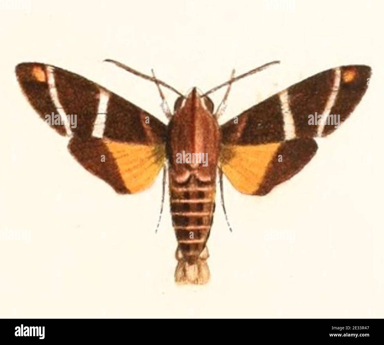 Macroglossum dohertyi dohertyi 1894. Stock Photo