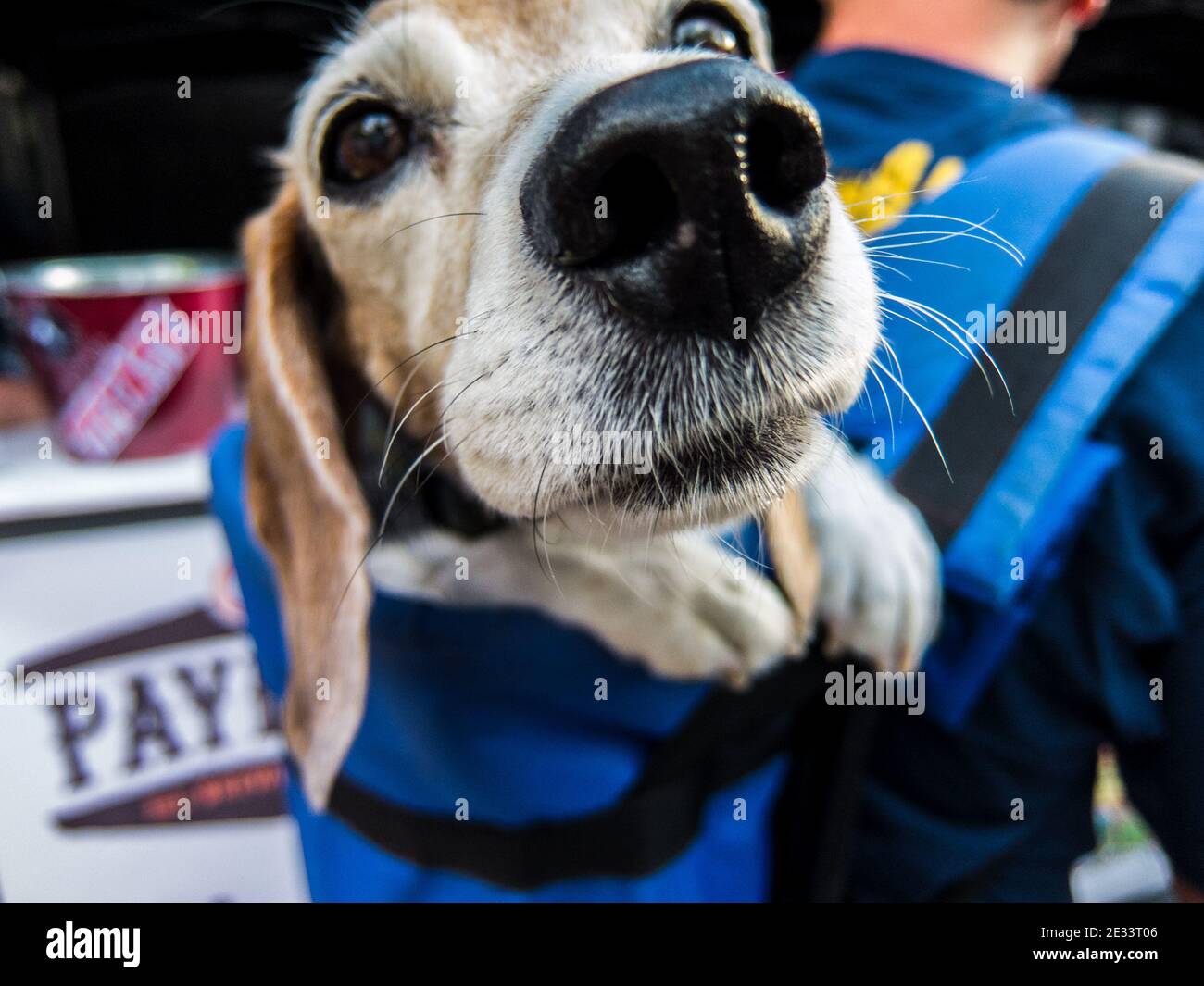 Beagle in backpack checks out camera at Alive After Five music festival in Boise, Idaho, USA Stock Photo