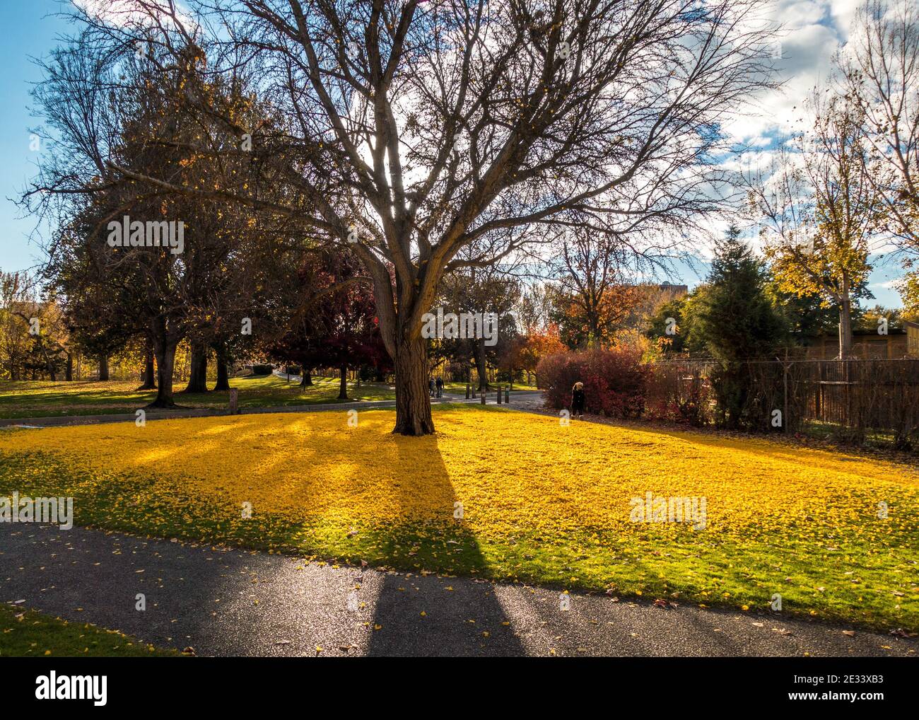 The same Ginkgo biloba tree photographed within a less-than 24 hour time period. One shows tree surrounded by a golden circle, the other by snow. Stock Photo