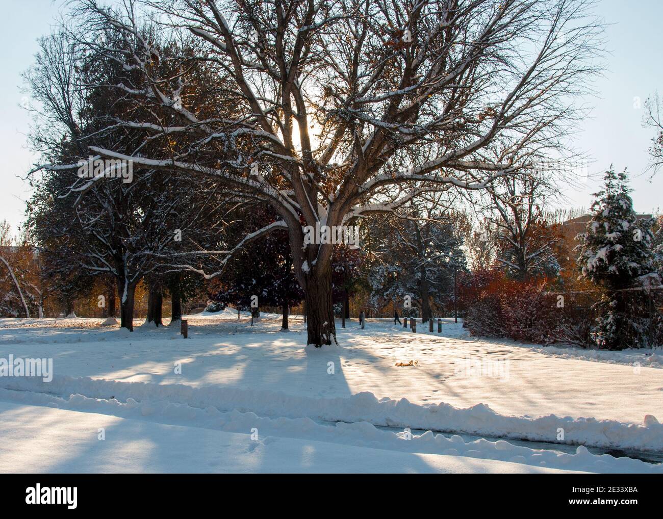 The same Ginkgo biloba tree photographed within a less-than 24 hour time period. One shows tree surrounded by a golden circle, the other by snow. Stock Photo