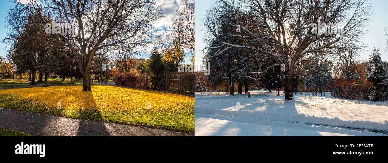 The same Ginkgo biloba tree photographed within a less-than 24 hour time period. One shows tree surrounded by a golden circle, the other by snow. Stock Photo