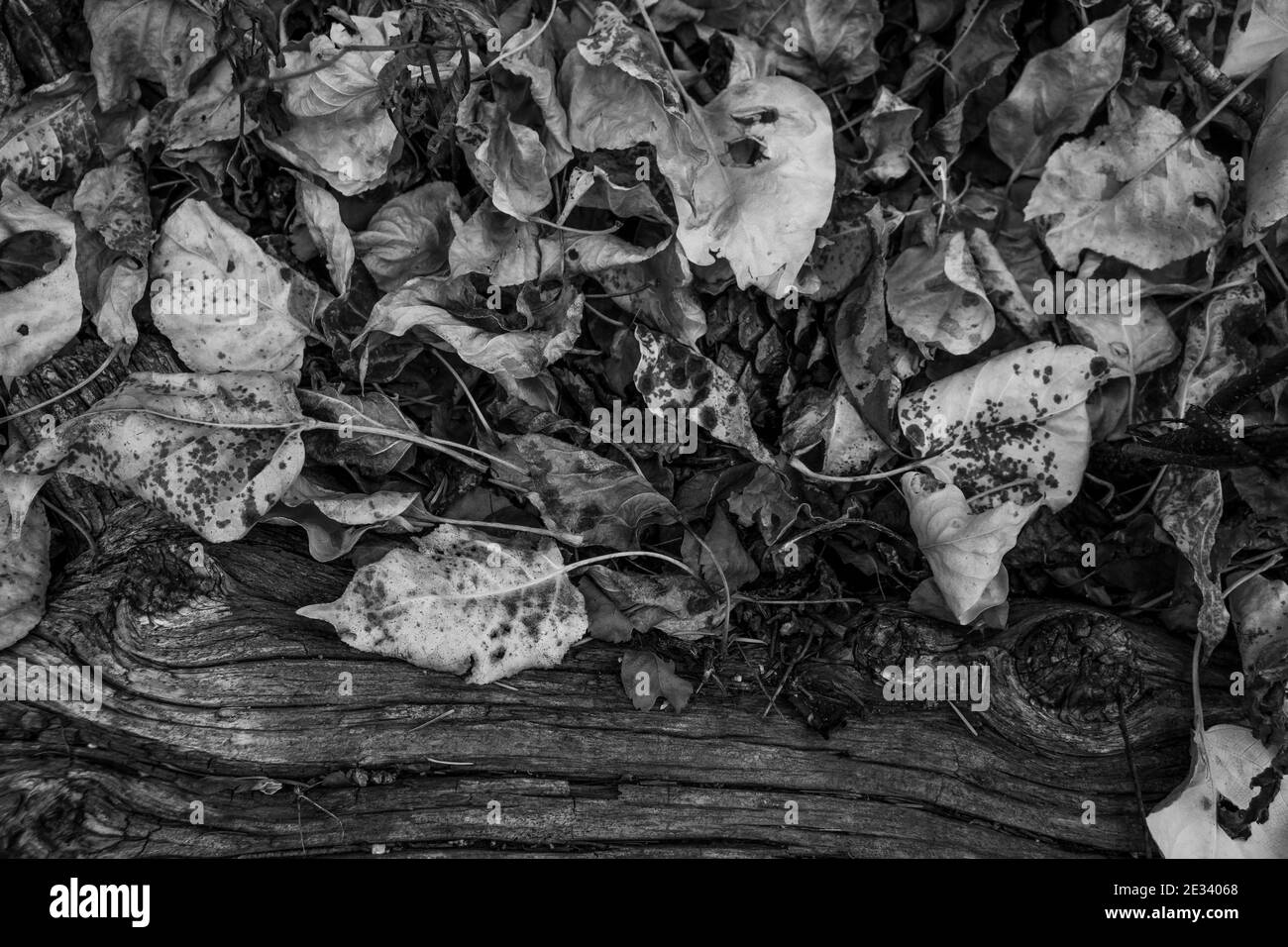 Black cottonwood hires stock photography and images Alamy