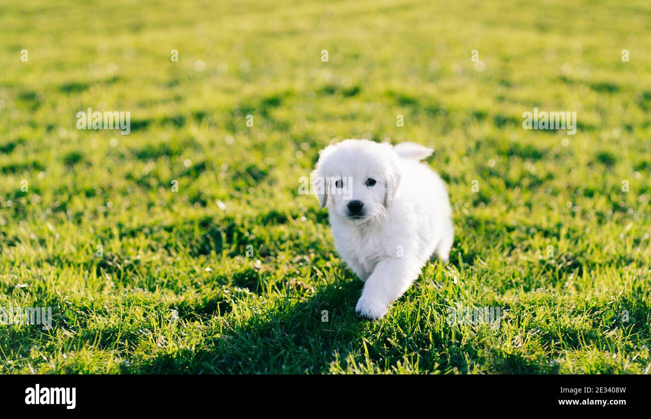 Golden retriever puppy in a meadow Stock Photo Alamy