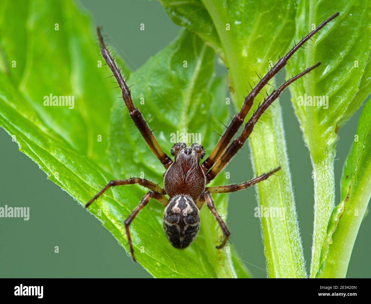 Dorsal view of a small, colourful male orbweaver spider resting on a green plant. Boundary Bay saltmarsh, Ladner, Delta, British Columbia, Canada Stock Photo