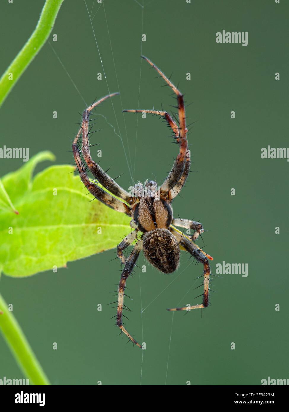 Vertical image of a small, nicely marked male orbweaver spider, resting on its web. Boundary Bay saltmarsh, Ladner, Delta, British Columbia, Canada Stock Photo