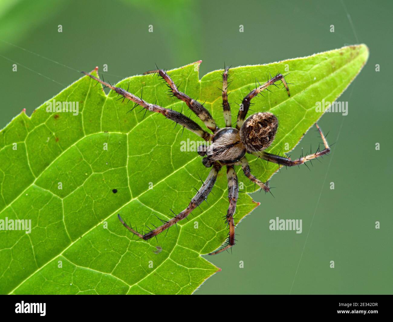 Pretty male orbweaver spider crawling on a green leaf at Boundary Bay saltmarsh, Ladner, Delta, British Columbia, Canada Stock Photo