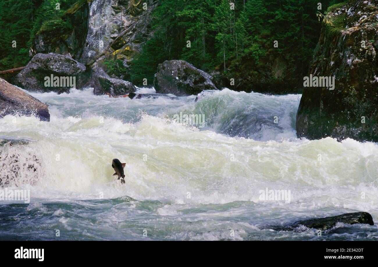 Chinook salmon (Oncorhynchus tshawytscha) at Selway Falls in the Wild