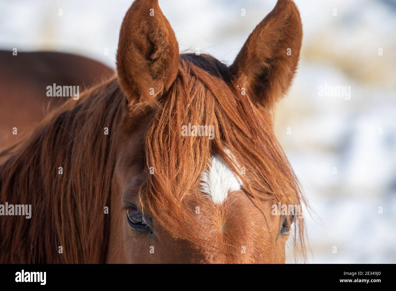 Bay Horse Ears Stock Photo