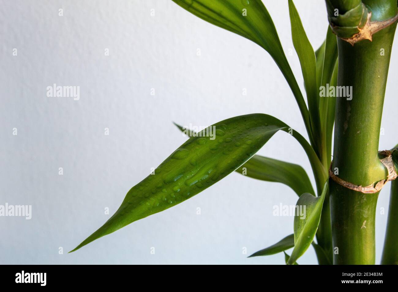 Water bamboo plant leaf hi-res stock photography and images - Alamy