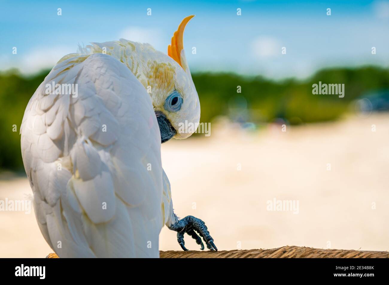 Tropical Bird with Bokeh Stock Photo