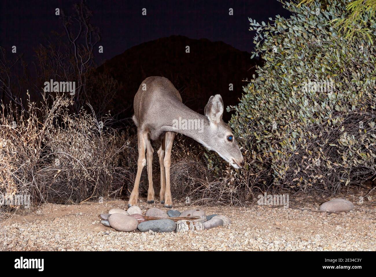 Blue Eyed Mule Deer Stock Photo Alamy