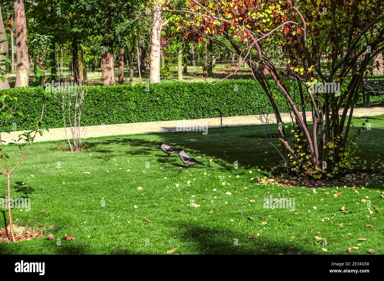 A path with a fence of boxwood bushes in the park of the Botanical Garden in the suburbs of Tehran on an autumn sunny day Stock Photo