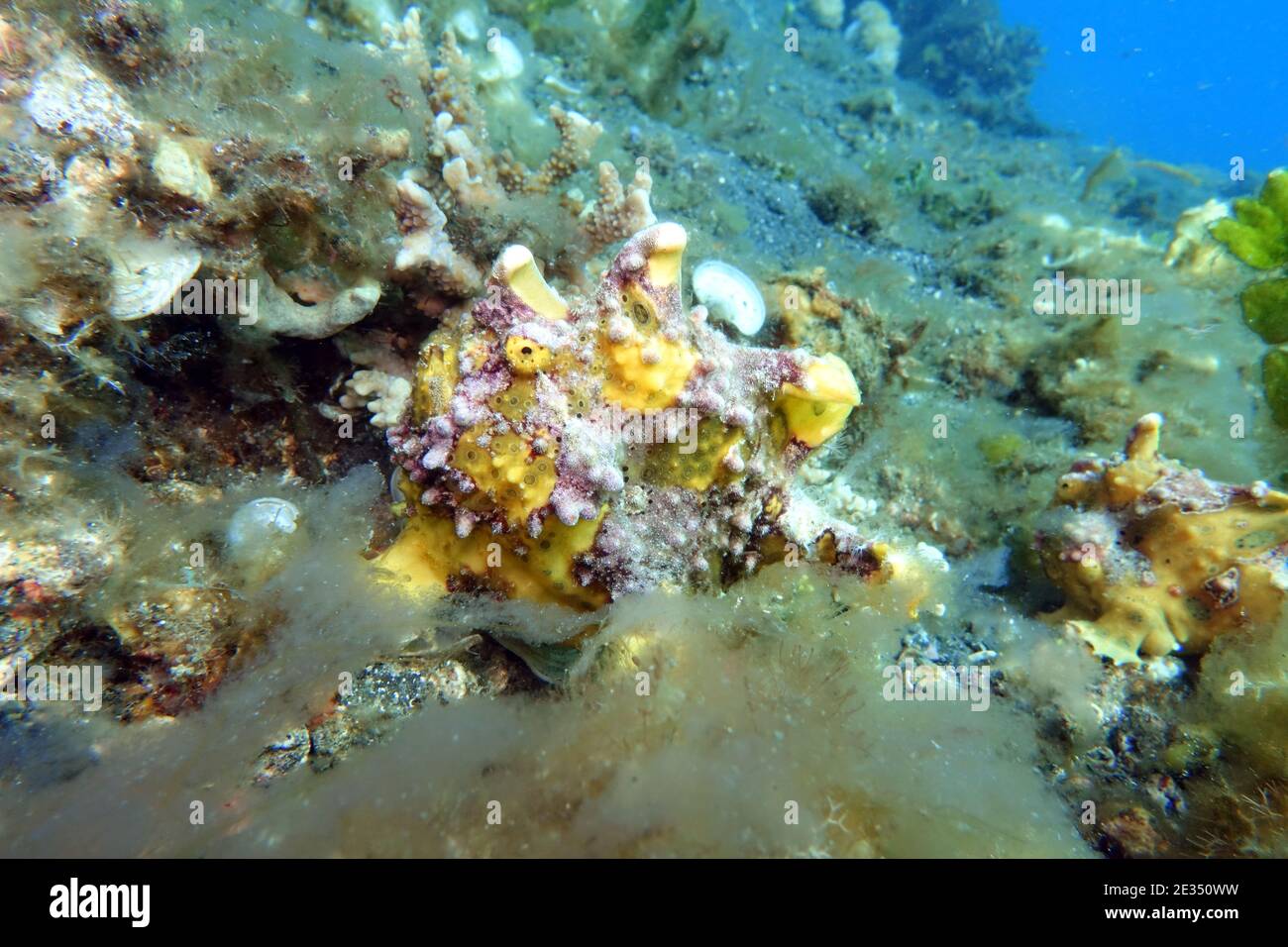 Antennarius maculatus WarzenAnglerfisch, ClownAnglerfisch, Lembeh
