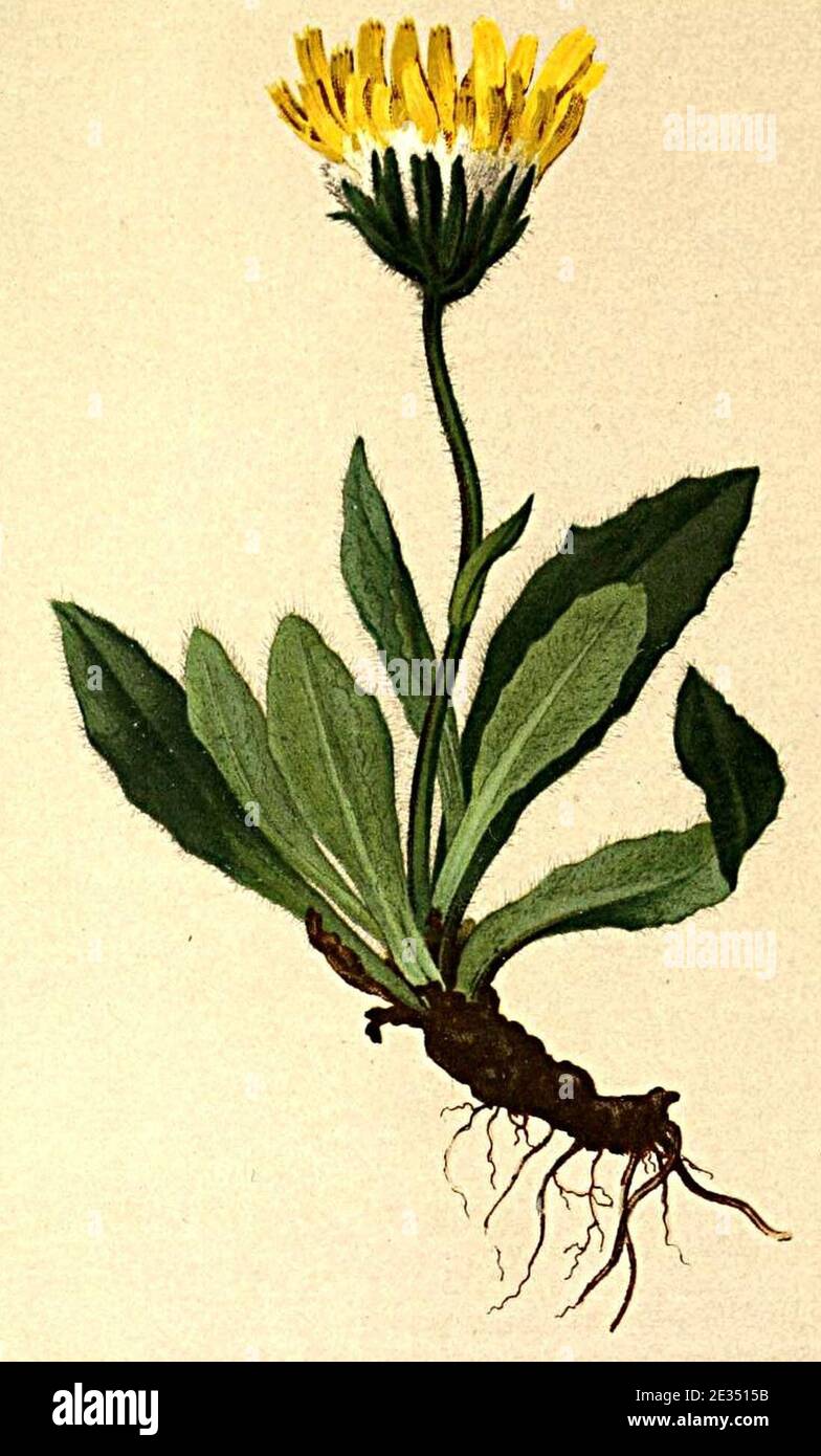 Leontodon saxatilis Atlas Alpenflora. Stock Photo