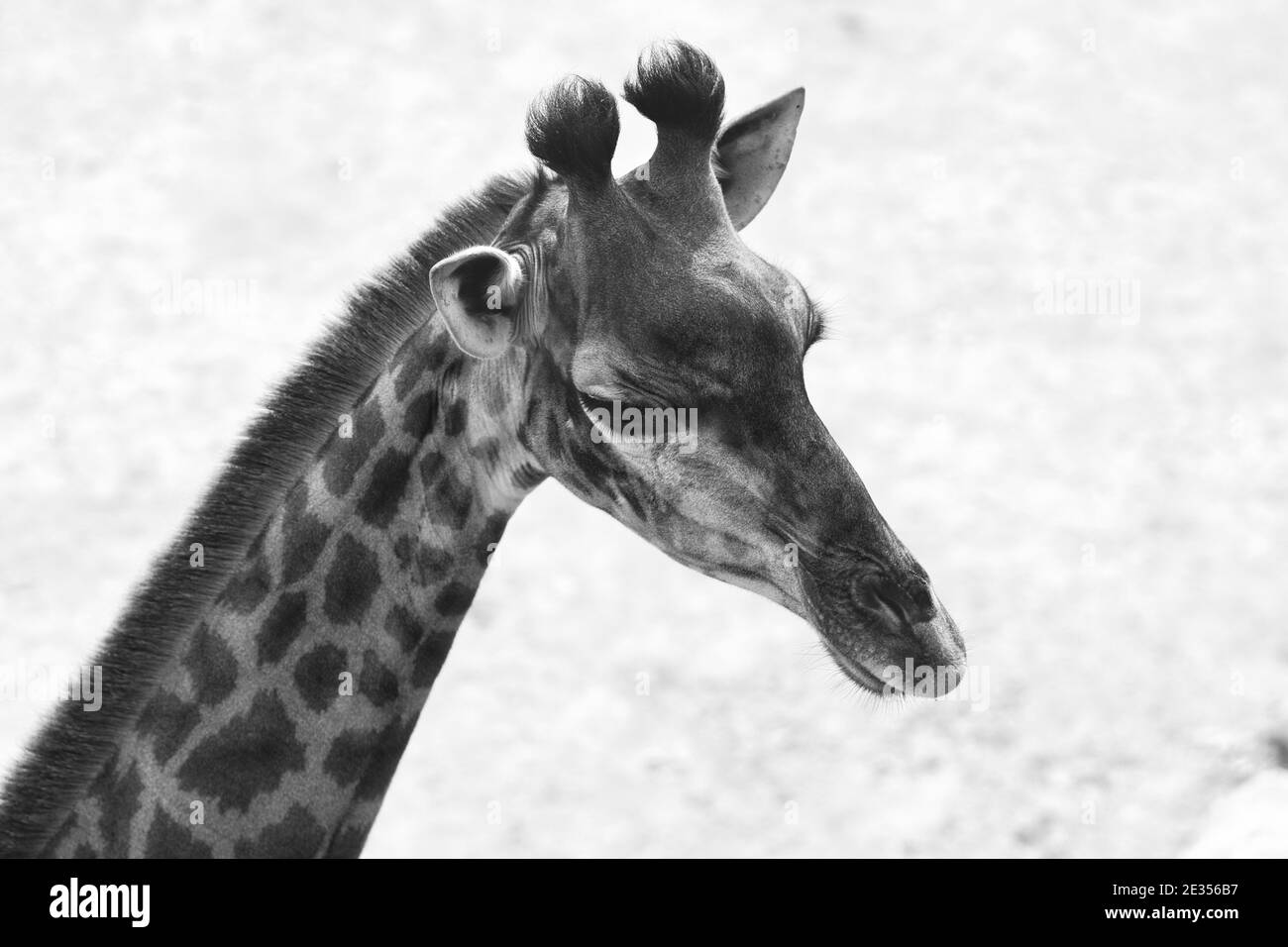 A close-up image in black and white of an adult giraffe's head, blurred background Stock Photo