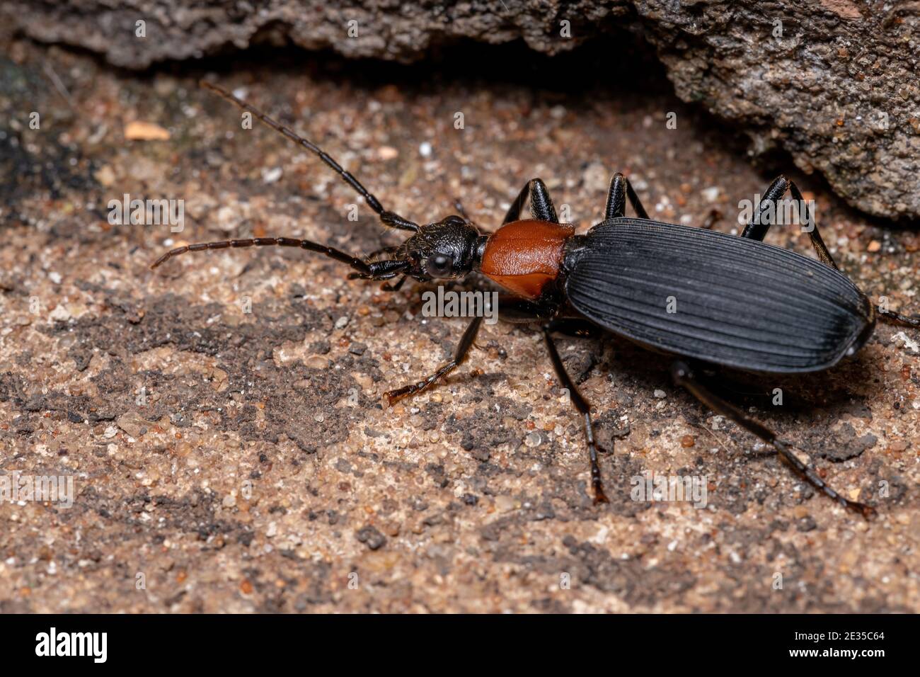 Adult False Bombardier Beetle of the Genus Galerita Stock Photo