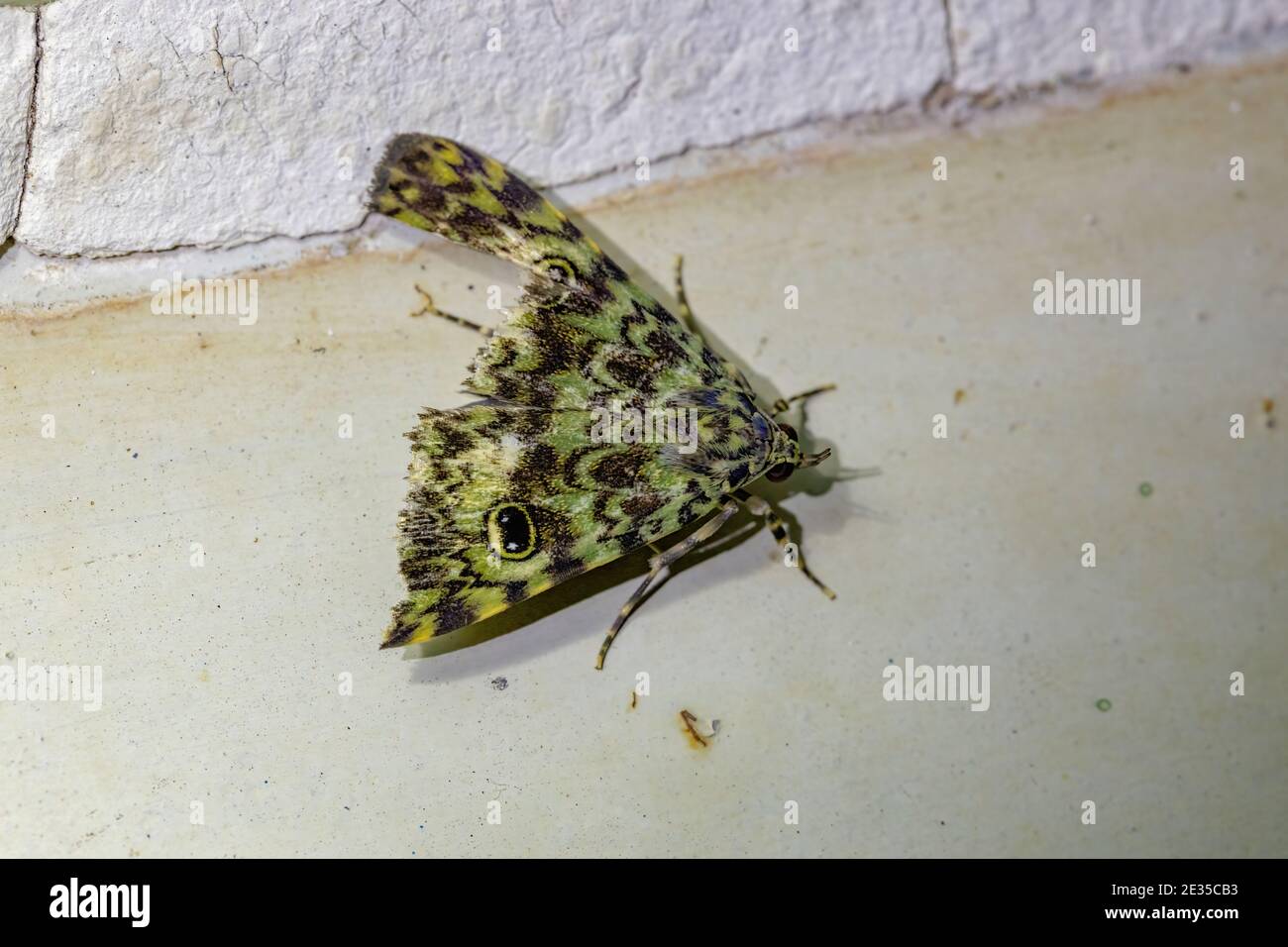 Adult Fruit-piercing Moth of the Genus Glenopteris Stock Photo