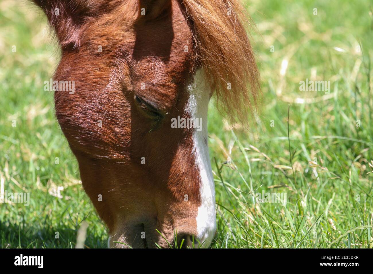 Horse Eating Grass Stock Photo