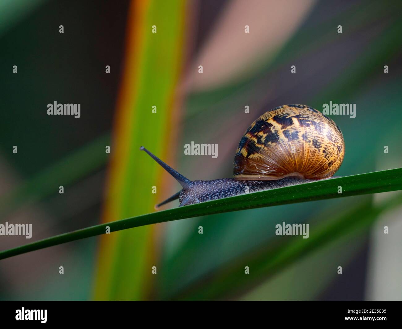 Common garden snail, Cornu aspersum, with body extended and shell climbing a grass stalk. Stock Photo