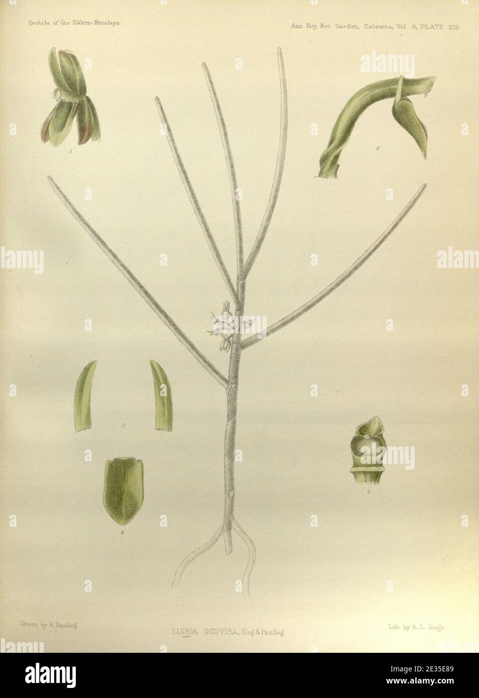 Luisia brachystachys (as Luisia indivisa) - The Orchids of the Sikkim-Himalaya pl 269 (1898). Stock Photo