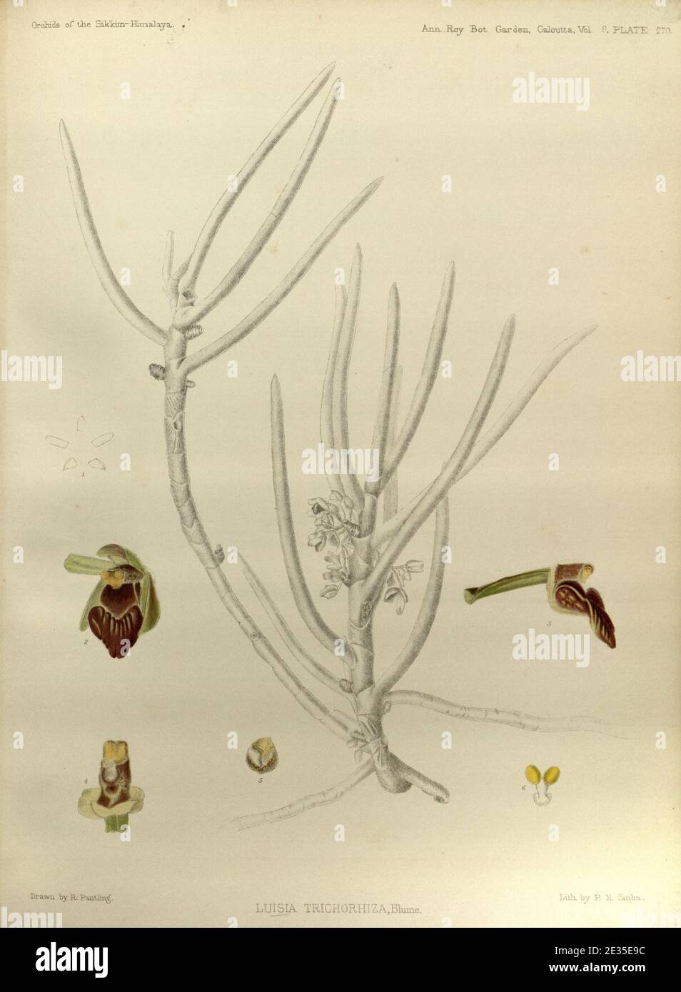 Luisia trichorrhiza - The Orchids of the Sikkim-Himalaya pl 270 (1898). Stock Photo
