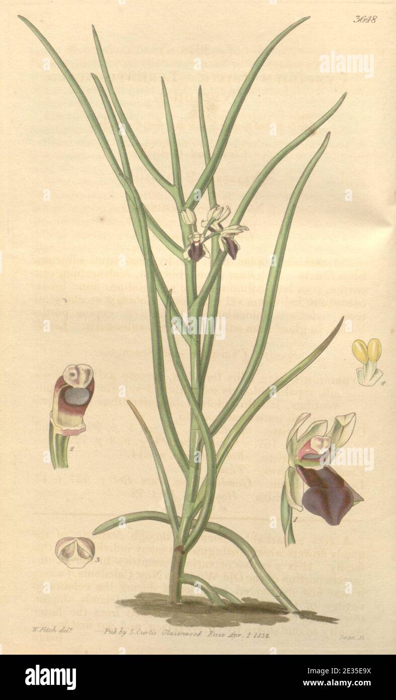 Luisia tristis (as Cymbidium triste) - Curtis' 65 (N.S. 12) pl. 3648 (1839). Stock Photo