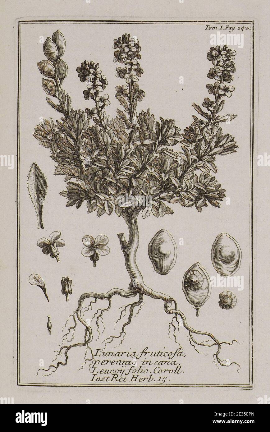 Lunaria fruticosa, perennis, incana, Leucoii folio Coroll Inst Rei herb 15 - Tournefort Joseph Pitton De - 1717. Stock Photo