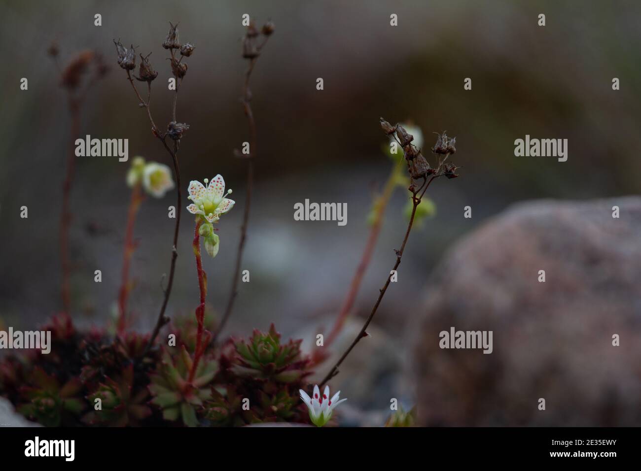 A prickly saxifrage or three-toothed saxifrage, small cream coloured white flowers with red and yellowish orange spots. Grows in the Canadian Arctic Stock Photo