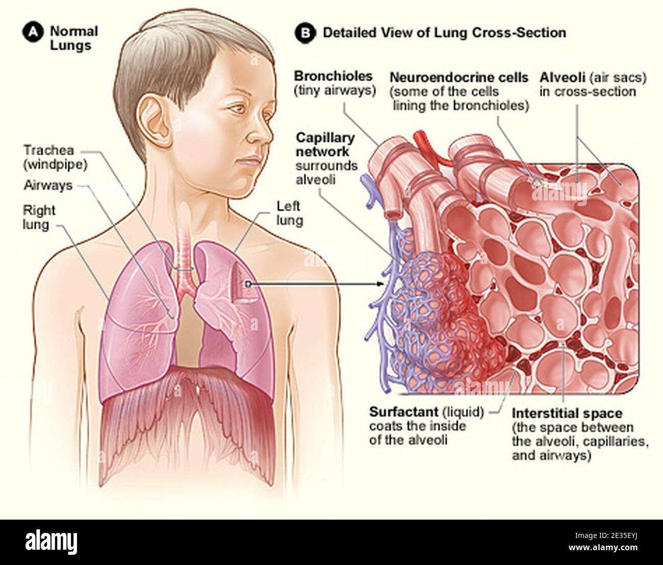 Lung structure normal Stock Photo - Alamy