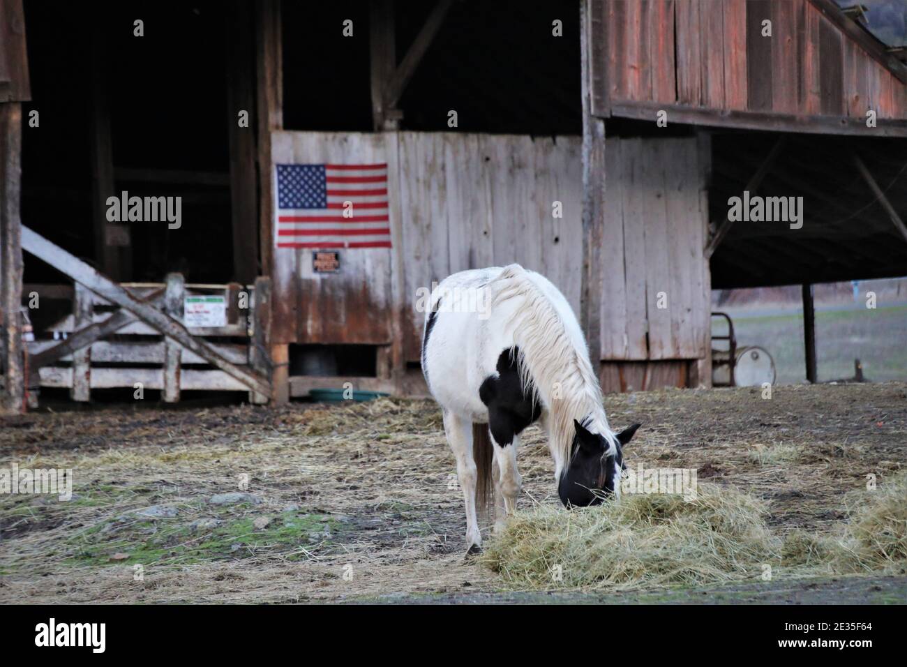 Horses eating in the evening near Lakeport on Clearlake, California with American flag on the old barn in the rear Stock Photo