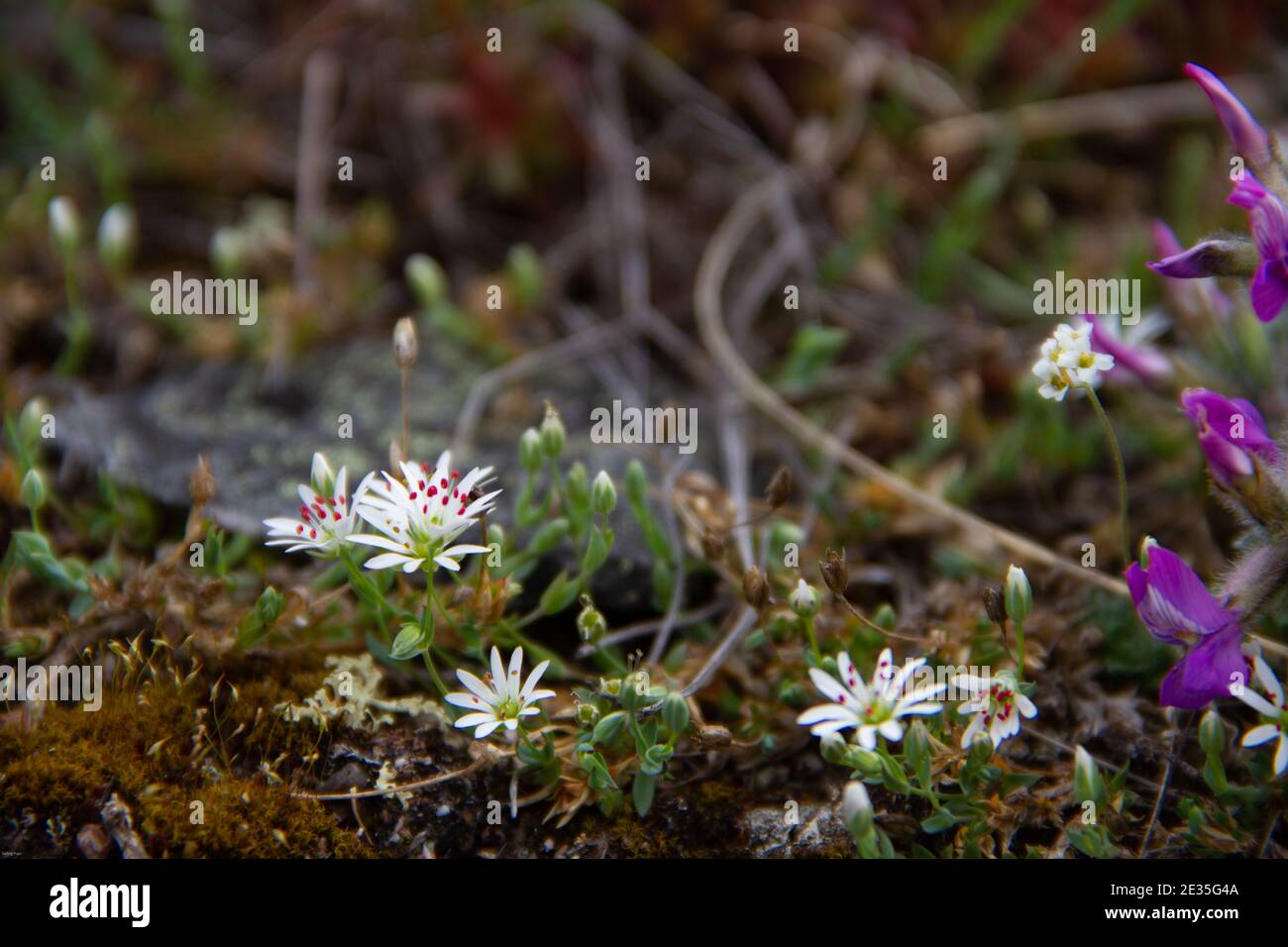 White arctic flowers found on the tundra, Arviat, Nunavut Canada Stock Photo