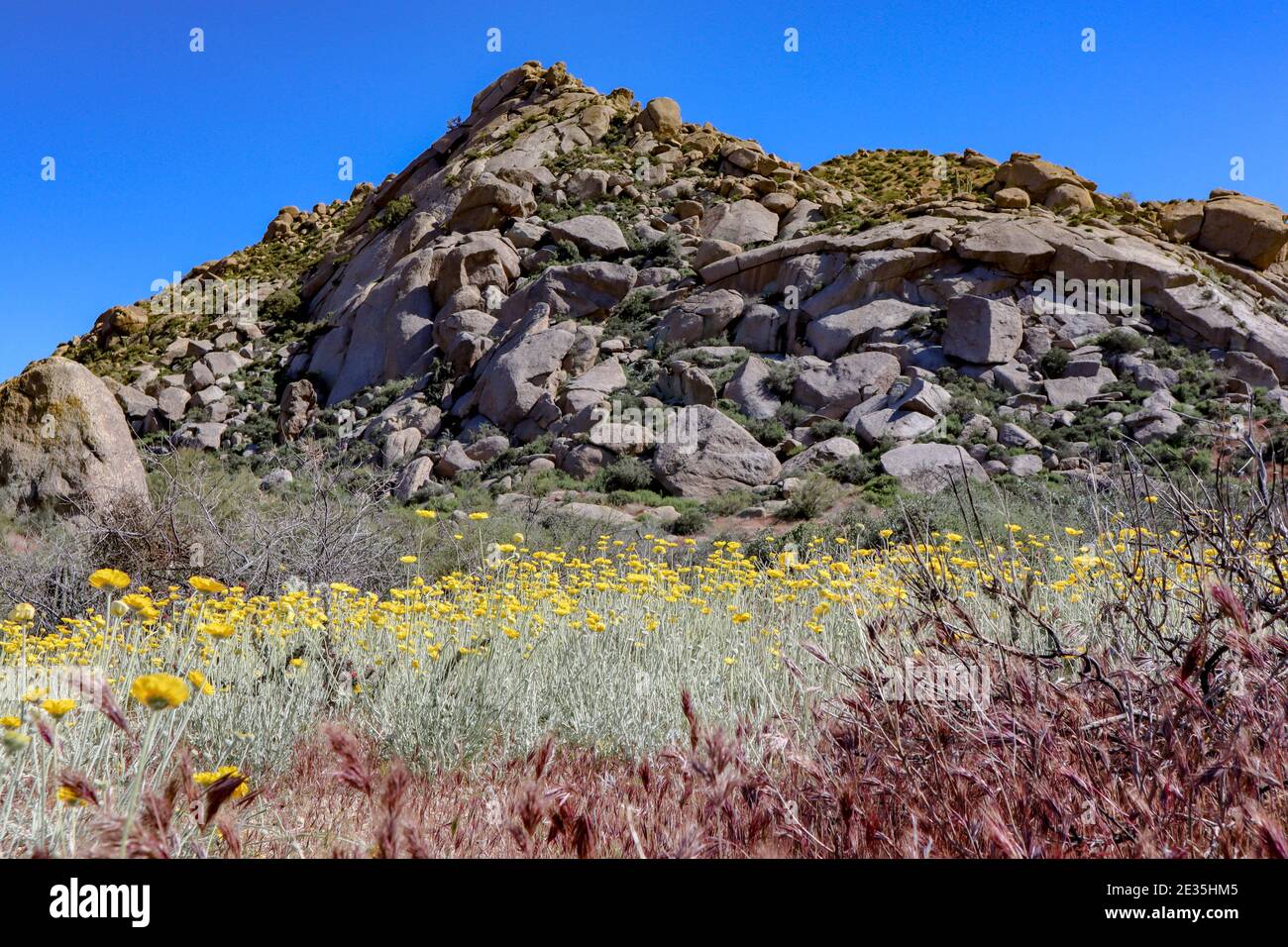 Phoenix Desert Scene With Blooming Flowers Stock Photo