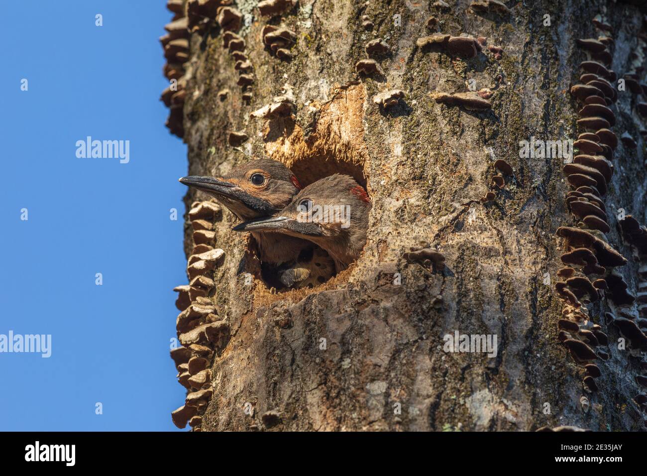 Northern flicker nestlings  in northern Wisconsin. Stock Photo