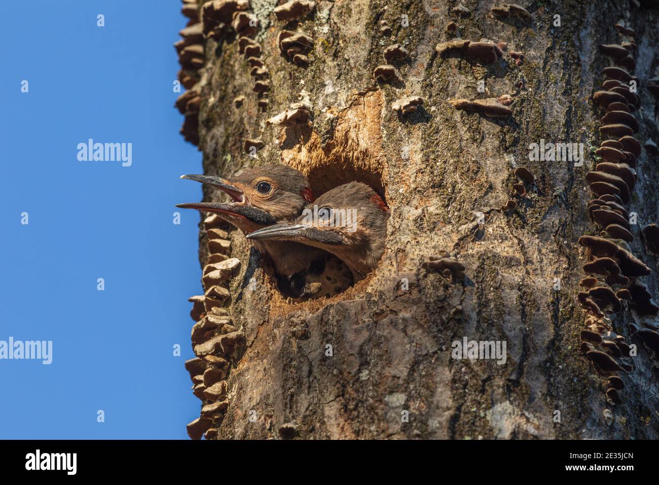 Northern flicker nestlings  in northern Wisconsin. Stock Photo