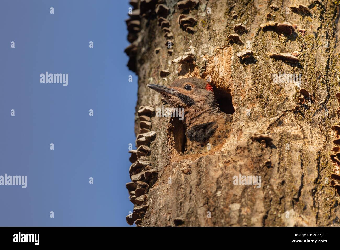 Northern flicker nestling  in northern Wisconsin. Stock Photo