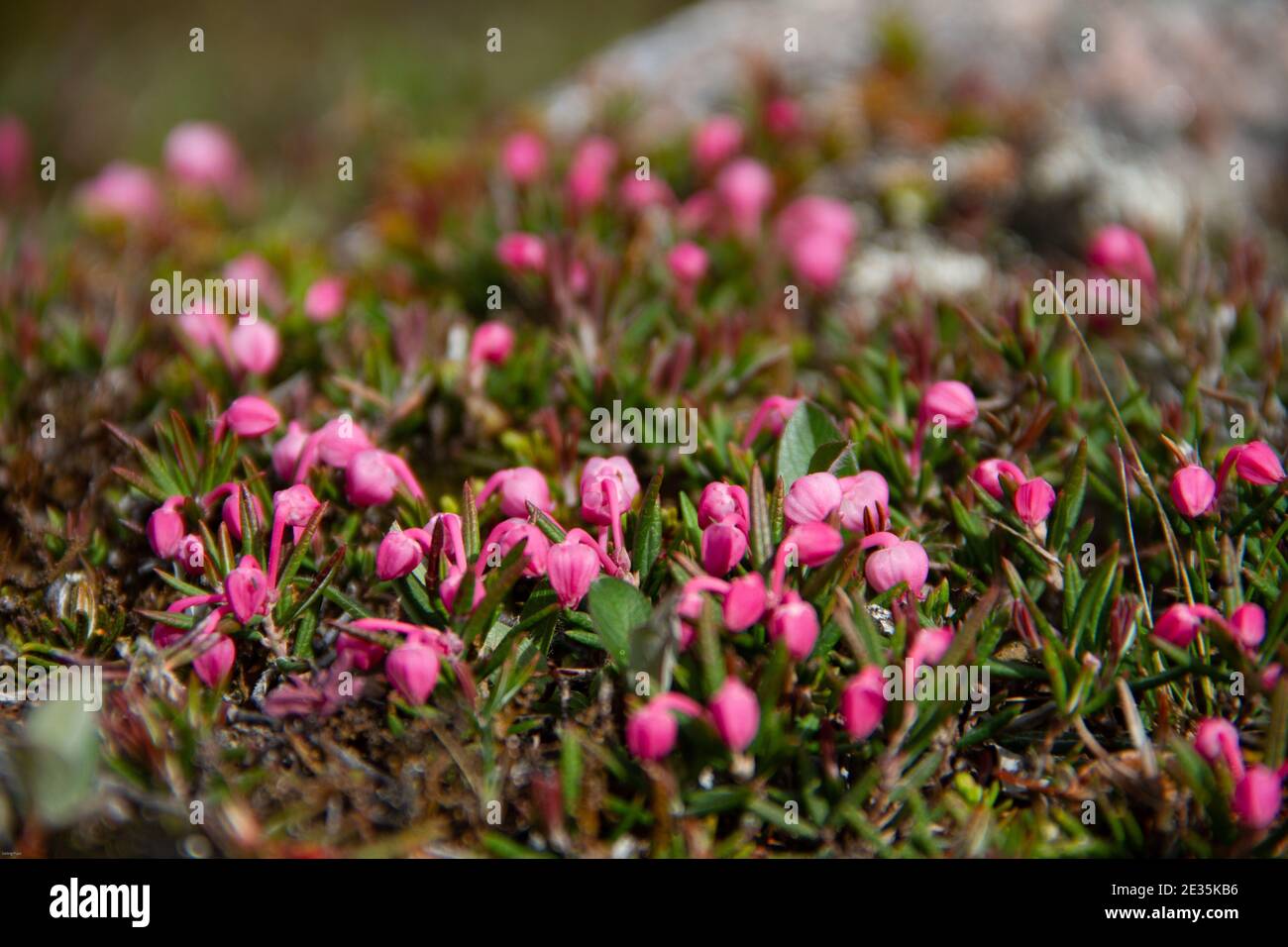 Bog rosemary, a species of flowering plant in the heath family Ericaceae, native to northern parts of the Northern Hemisphere. Found only in bogs. Stock Photo