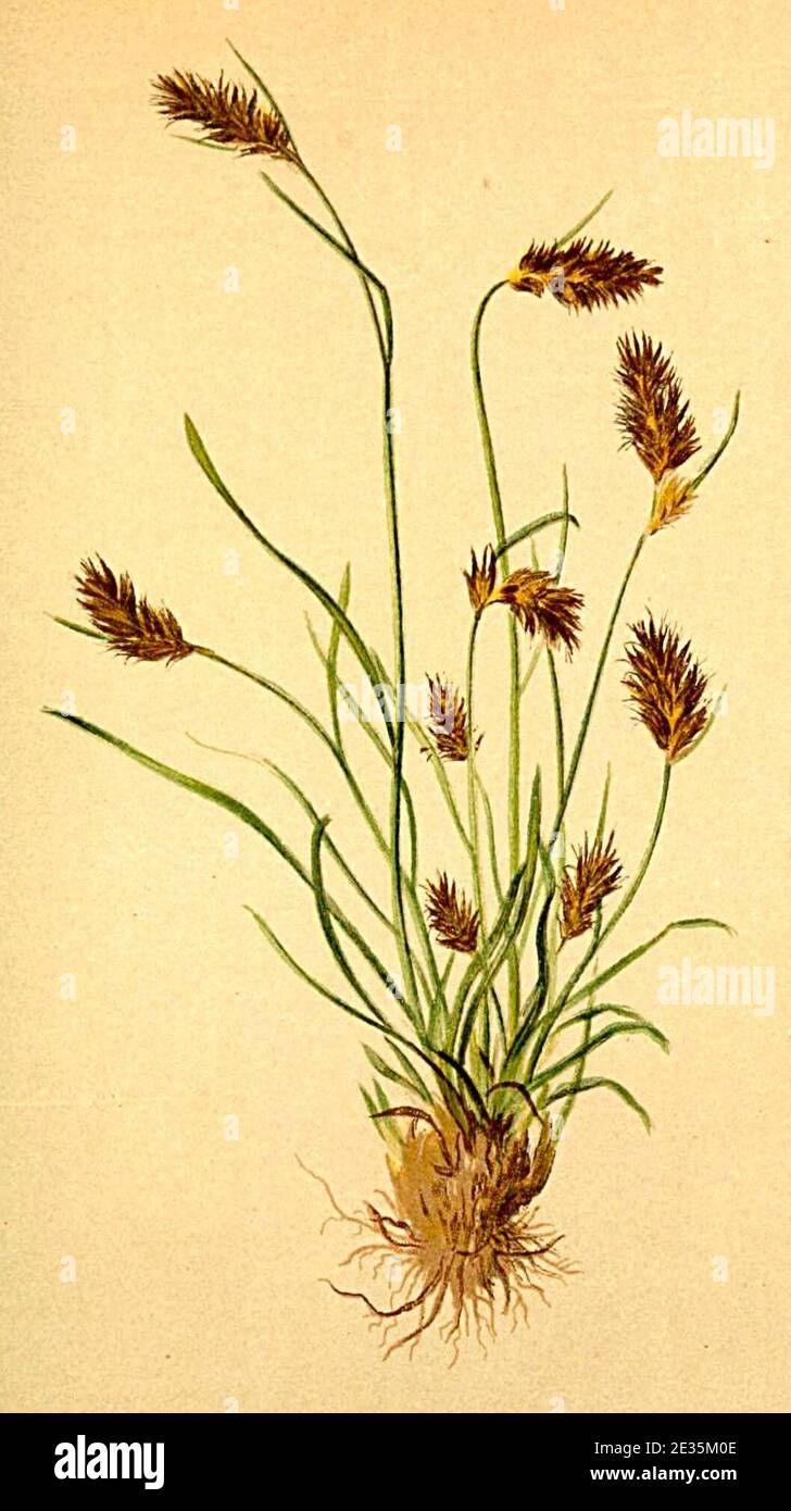 Luzula spicata Atlas Alpenflora. Stock Photo