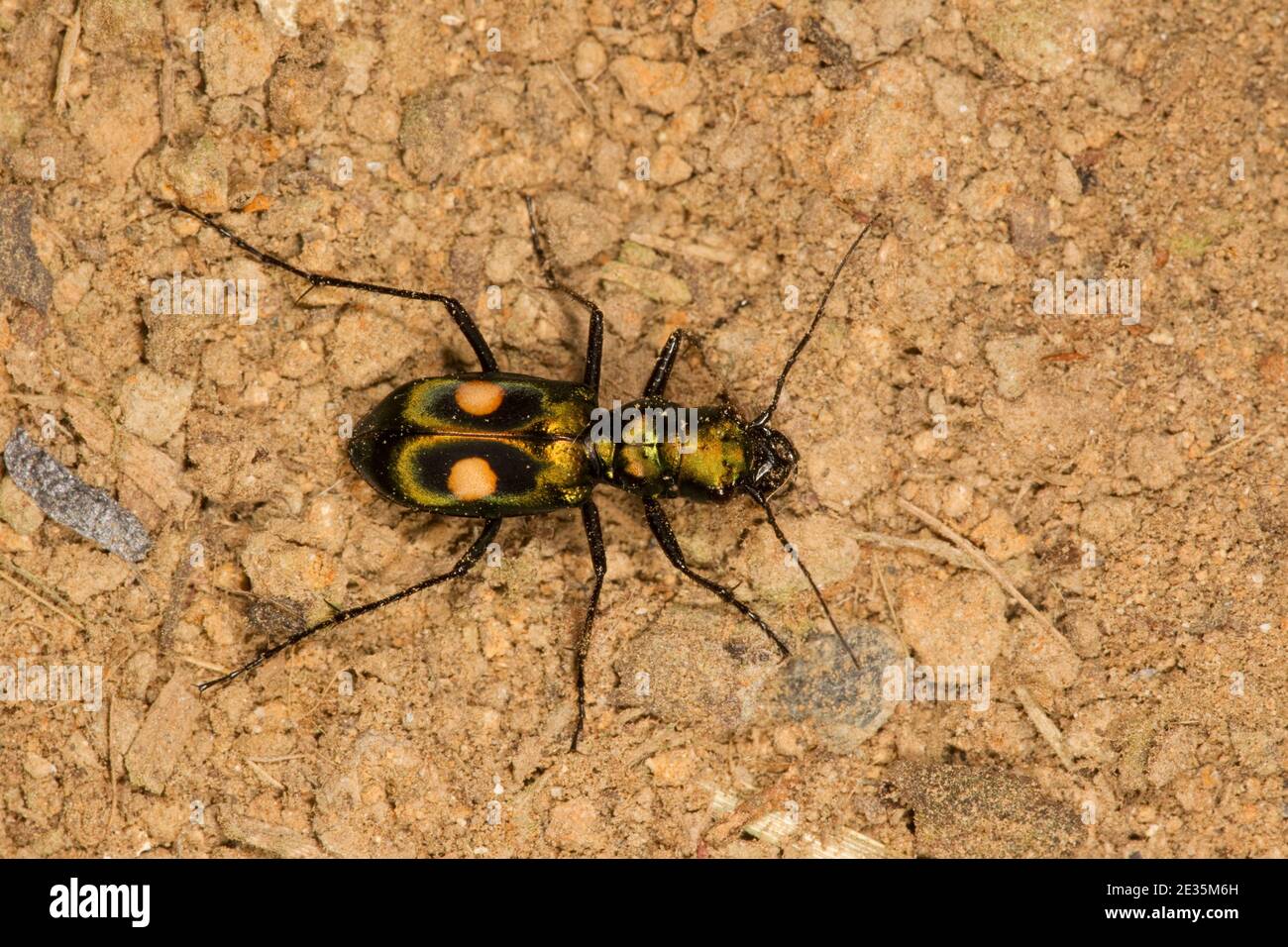 Tiger Beetle, Pseudoxycheila bipustulatus, Carabidae. Stock Photo