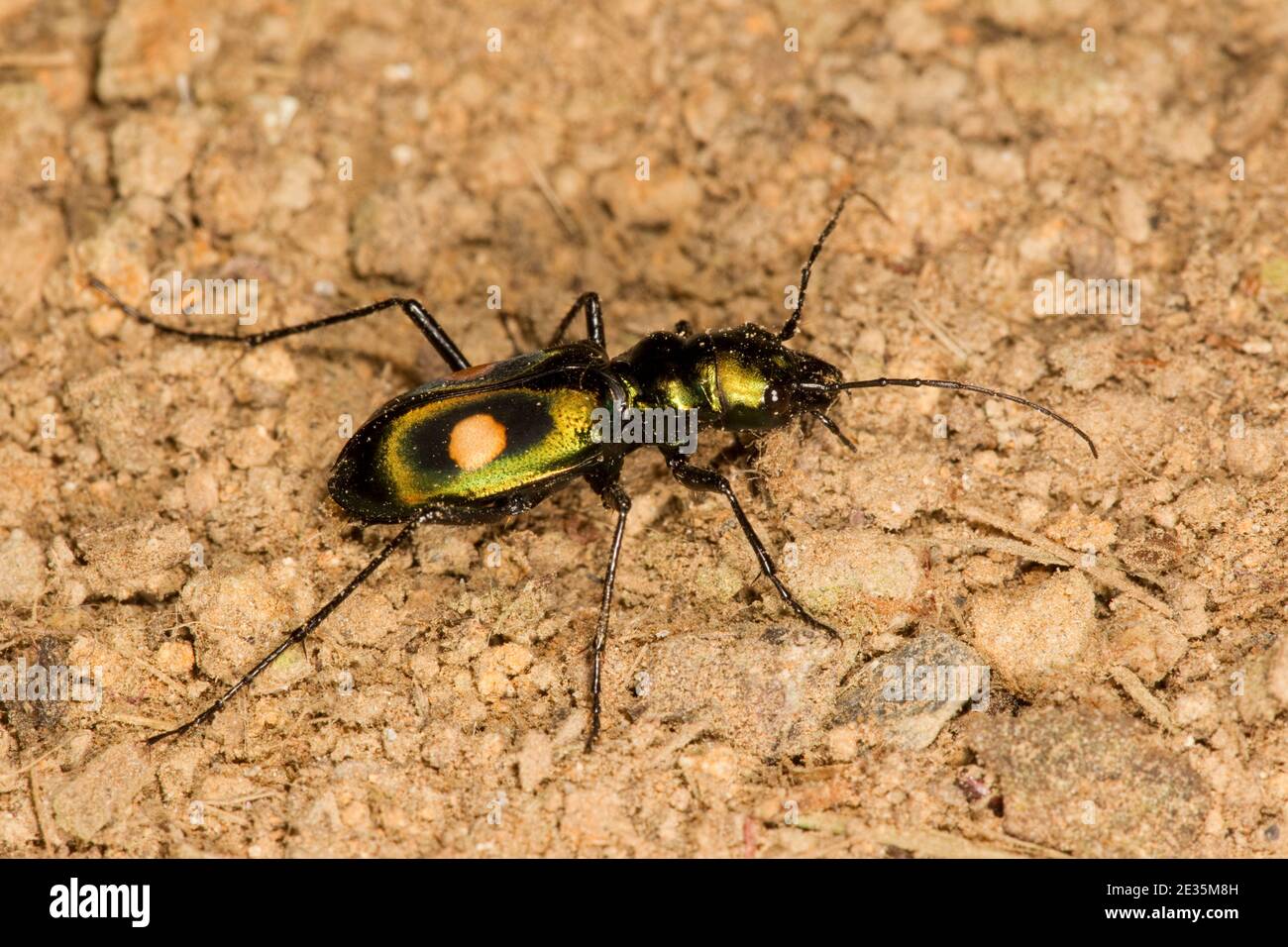 Tiger Beetle, Pseudoxycheila bipustulatus, Carabidae. Stock Photo