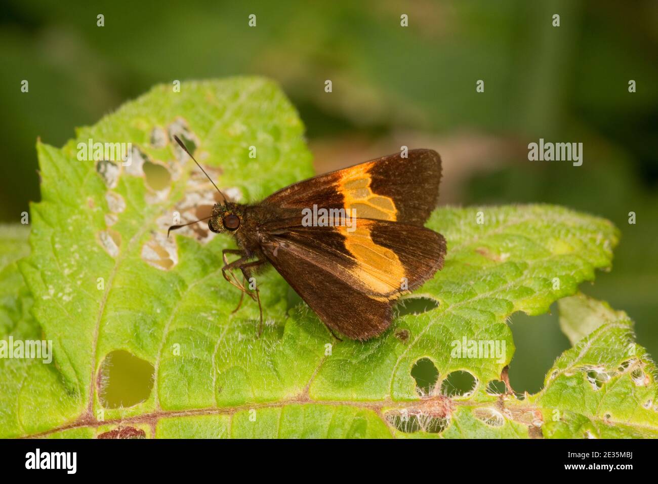Skipper Butterfly, Lychnuchoides ozias, Hesperiidae. Stock Photo
