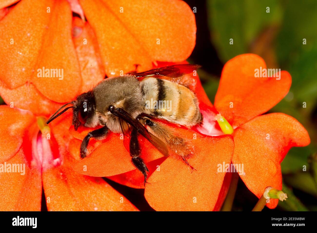 Unidentified Bee, Apidae. Stock Photo