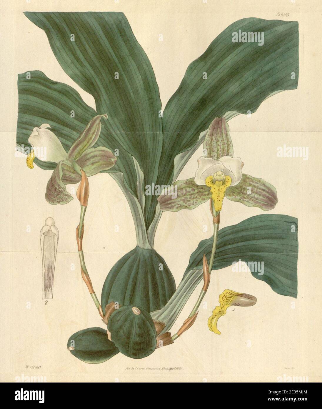 Lycaste deppei (as Maxillaria deppei) - Curtis' 62 (N.S. 9) pl. 3395 (1835). Stock Photo