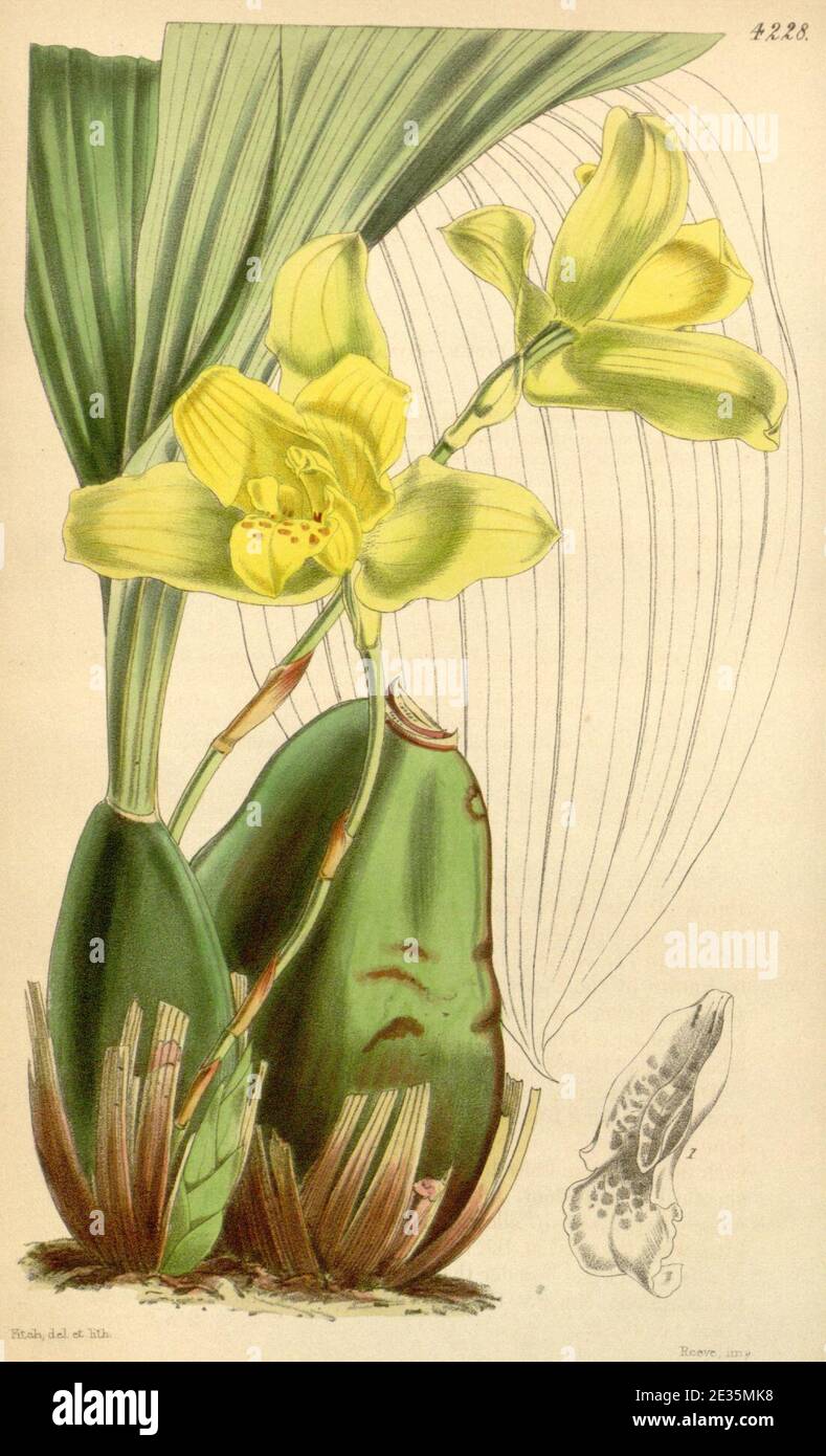 Lycaste macrobulbon (as Maxillaria macrobulbon) - Curtis' 72 (Ser. 3 no. 2) pl. 4228 (1846). Stock Photo
