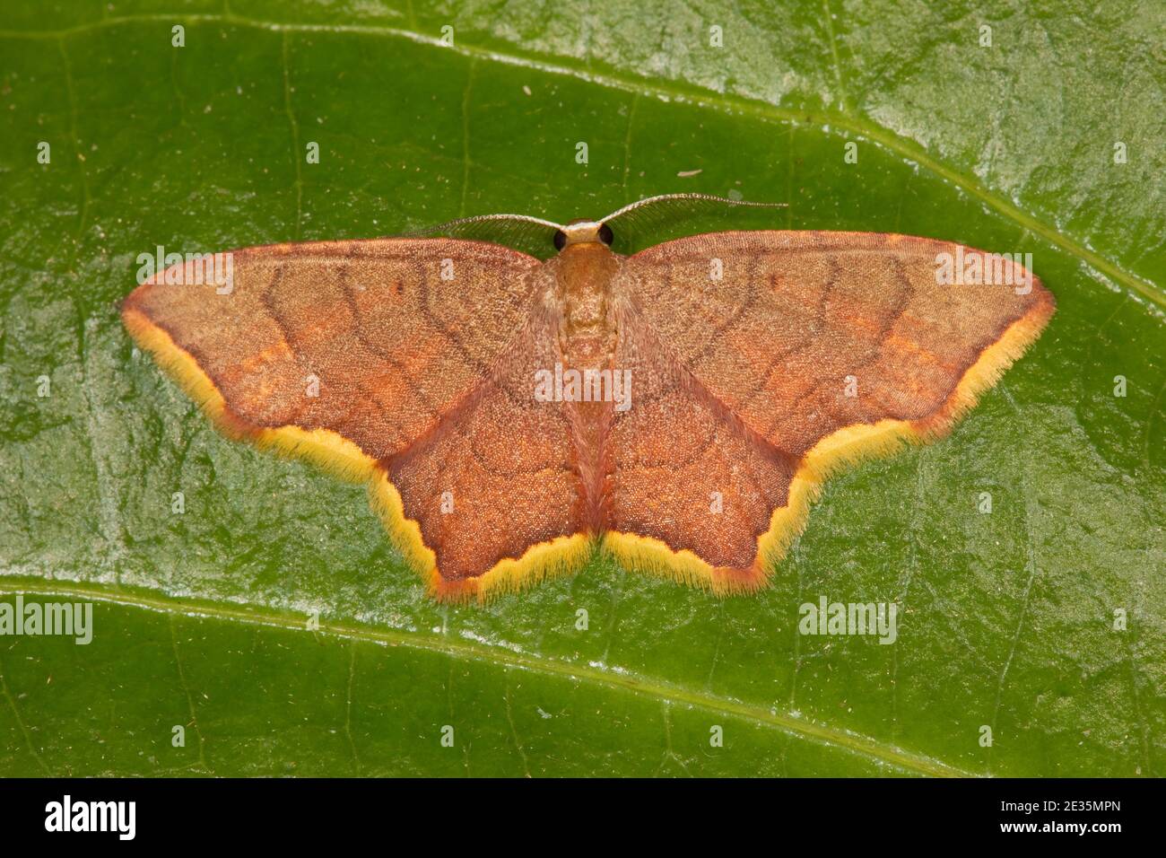 Unidentified Geometrid Moth, Geometridae. Stock Photo