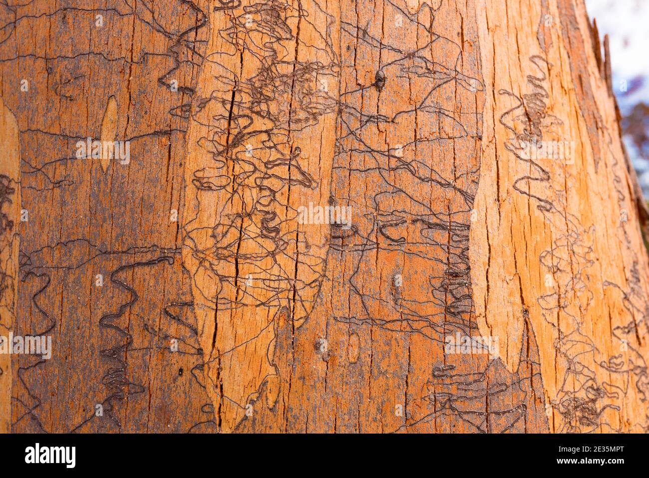 A close up image of the trunk of a Eucalyptus haemastoma or Scribbly Gum tree which is endemic to the Sydney region in Australia Stock Photo