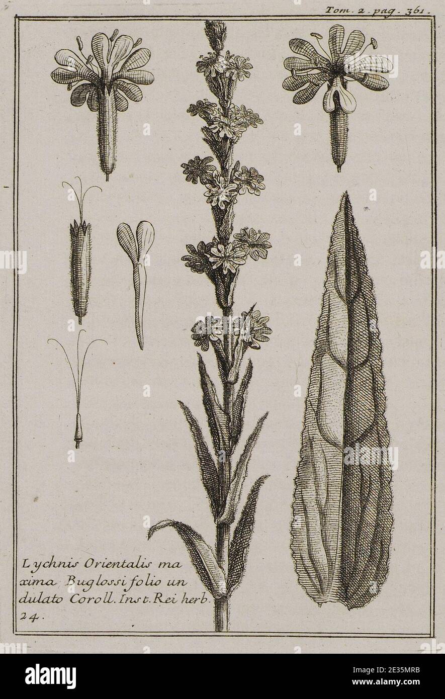 Lychnis Orientalis maxima Buglossi folio undulato Coroll Inst Rei herb 24 - Tournefort Joseph Pitton De - 1717. Stock Photo