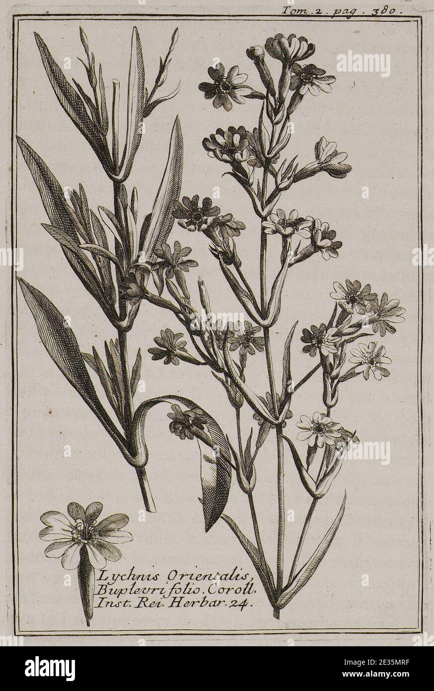 Lychnis Orientalis Buplevri folio Coroll Inst Rei herb 24 - Tournefort Joseph Pitton De - 1717. Stock Photo