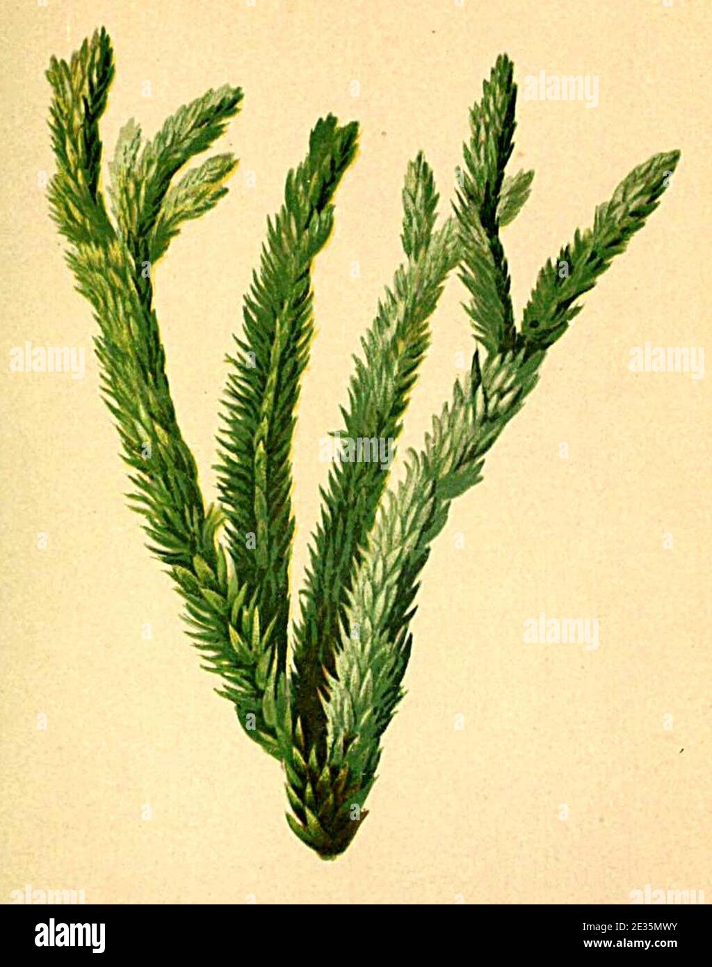 Lycopodium selago Atlas Alpenflora. Stock Photo