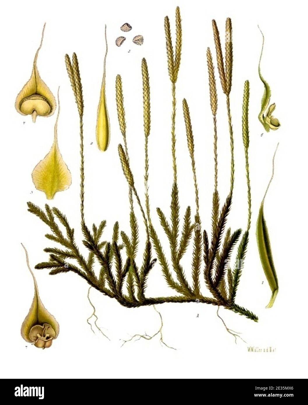 Lycopodium clavatum - Köhler–s Medizinal-Pflanzen-219. Stock Photo