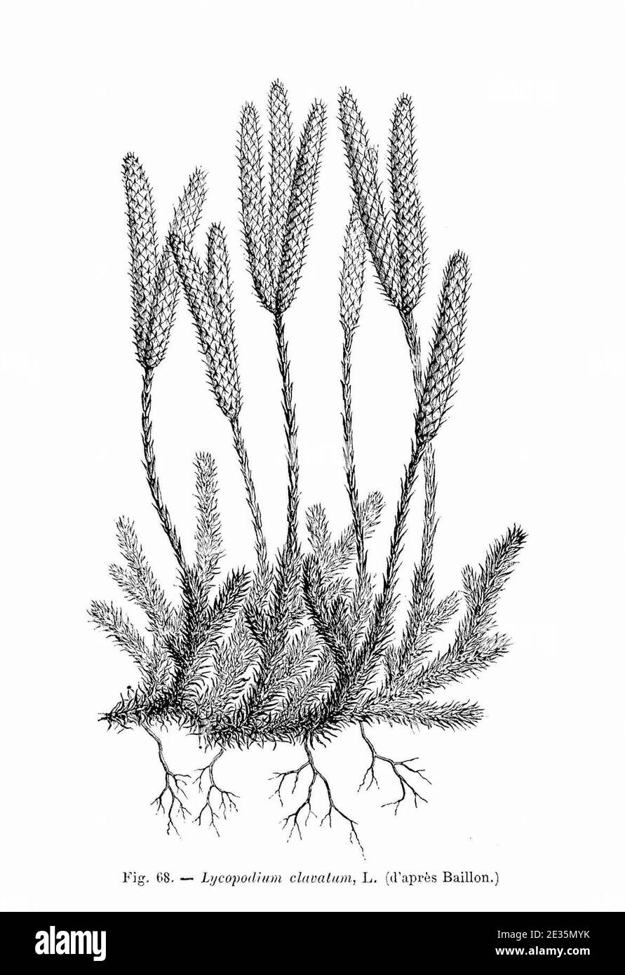 Lycopodium clavatum (dessin). Stock Photo